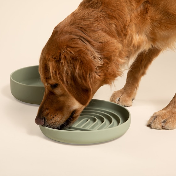 An application scenario or product detail of do slow feeders work for dogs - Image 19