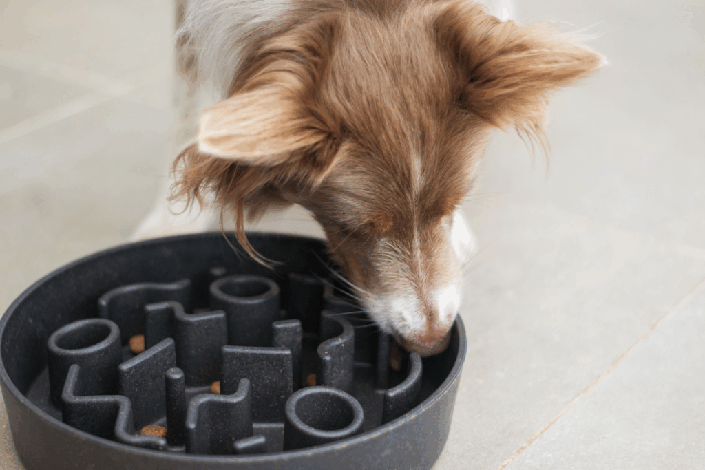 Featured image for the do slow feeders work for dogs guide