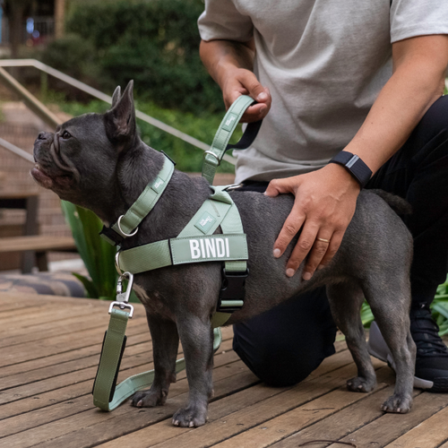 An application scenario or product detail of do vets recommend shock collars - Image 5