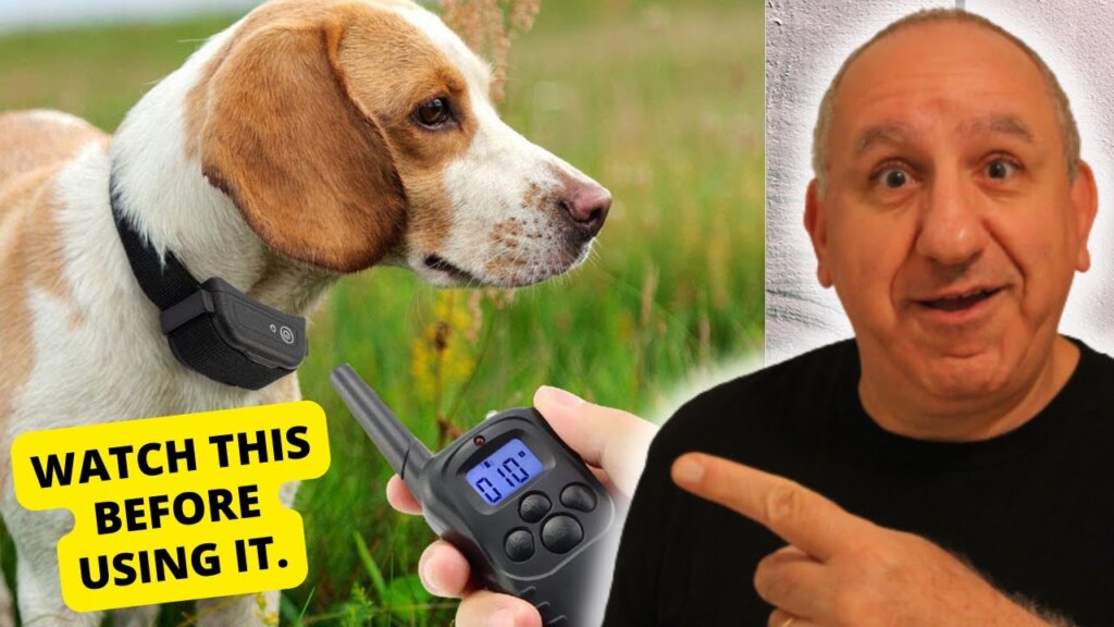 Featured image for the do vets recommend shock collars guide