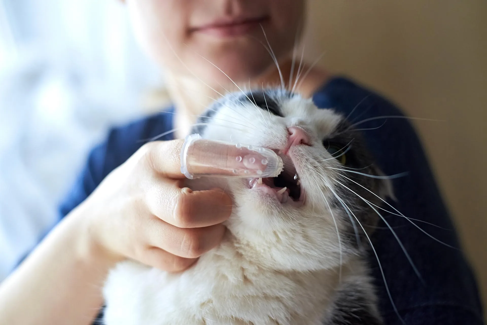 An application scenario or product detail of do you brush your cats teeth - Image 7