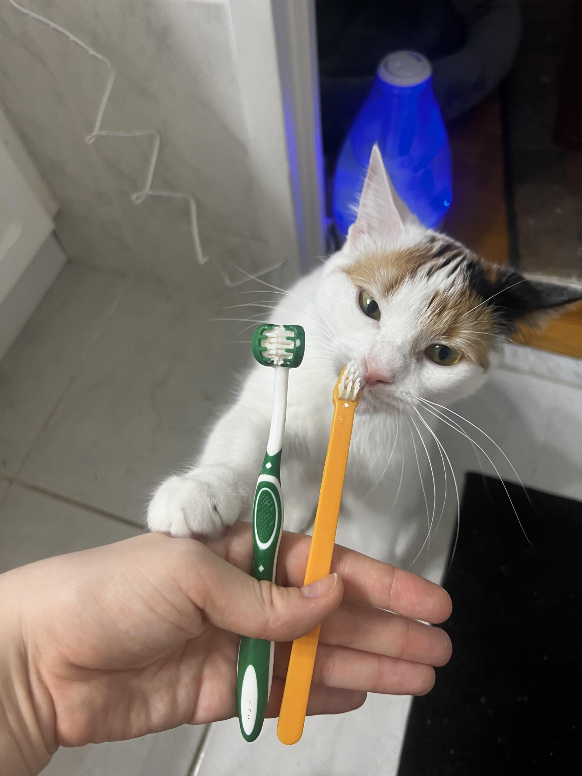 An application scenario or product detail of do you brush your cats teeth - Image 11