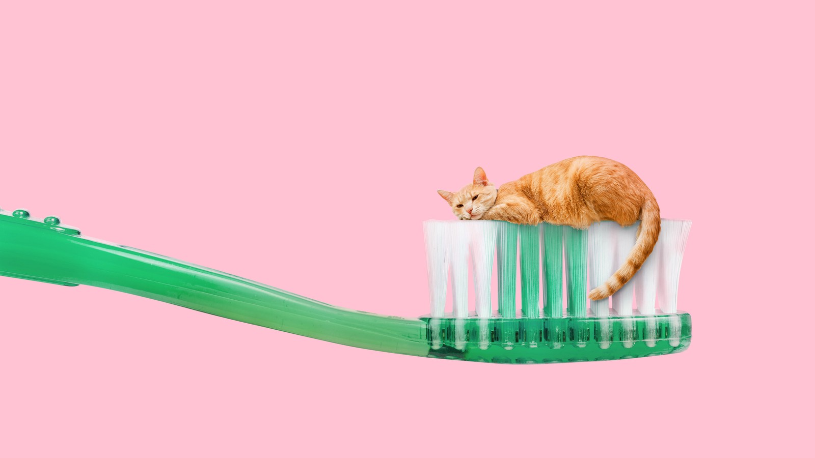 An application scenario or product detail of do you brush your cats teeth - Image 15