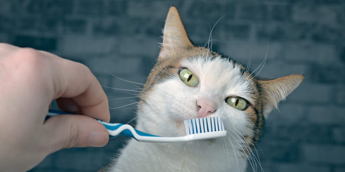 An application scenario or product detail of do you brush your cats teeth - Image 16