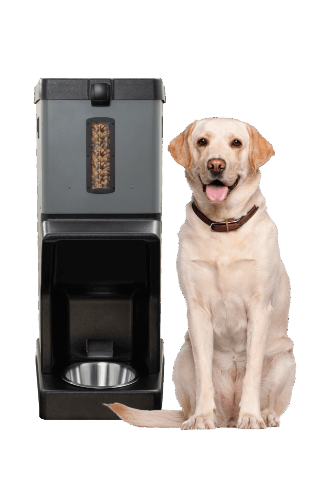 Featured image for the dog automatic guide