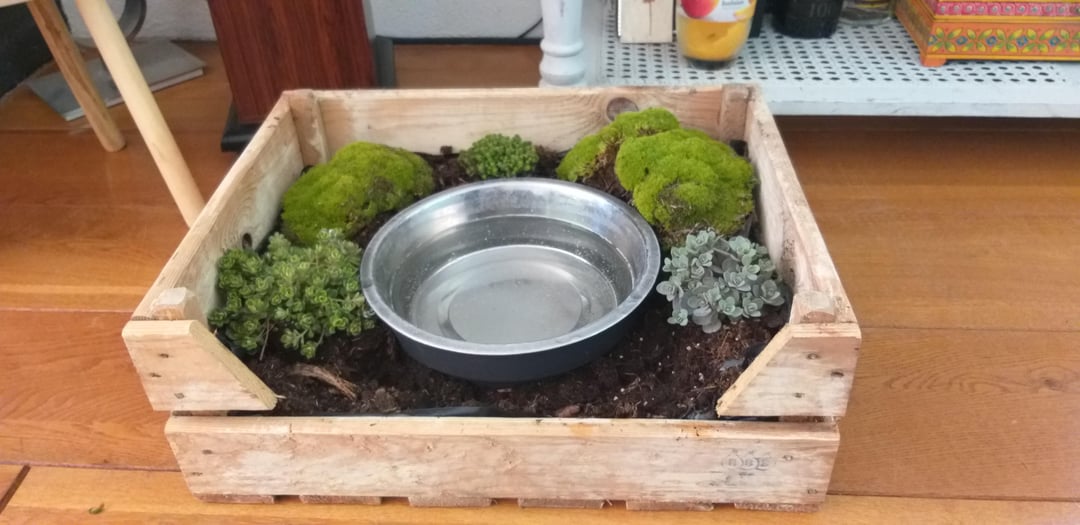 An application scenario or product detail of dog bowl with plants around it - Image 4