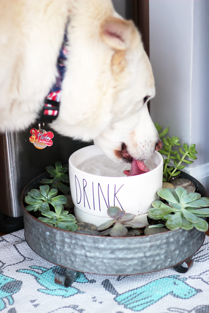 An application scenario or product detail of dog bowl with plants around it - Image 11