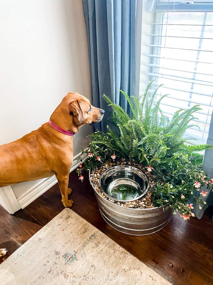 An application scenario or product detail of dog bowl with plants around it - Image 13