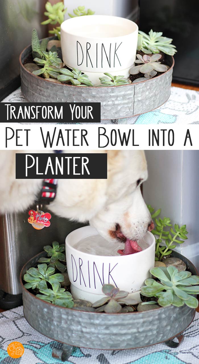 An application scenario or product detail of dog bowl with plants around it - Image 16