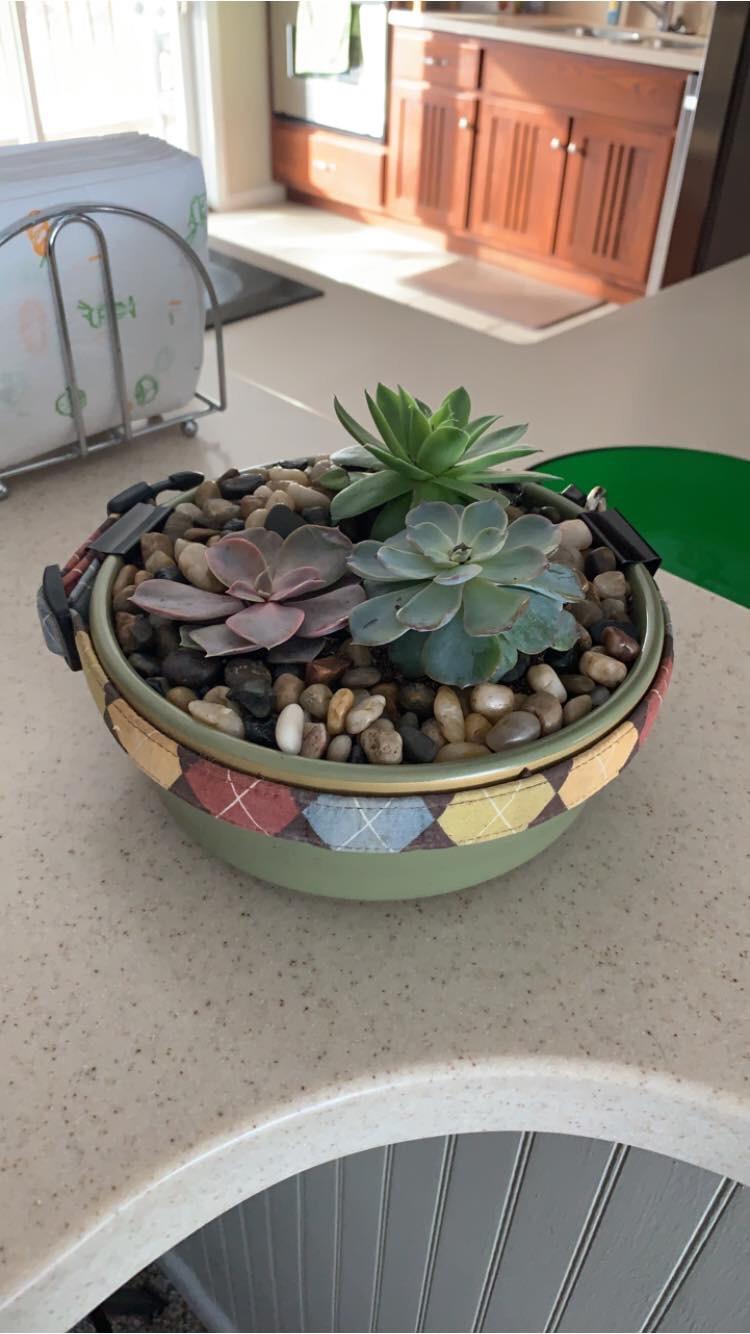 An application scenario or product detail of dog bowl with plants around it - Image 19