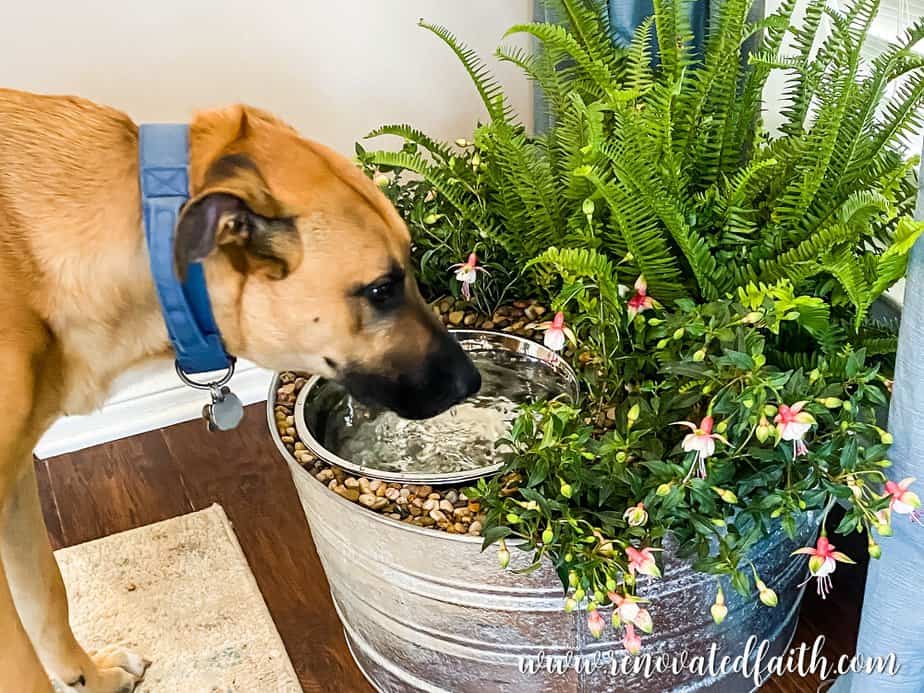Featured image for the dog bowl with plants around it guide