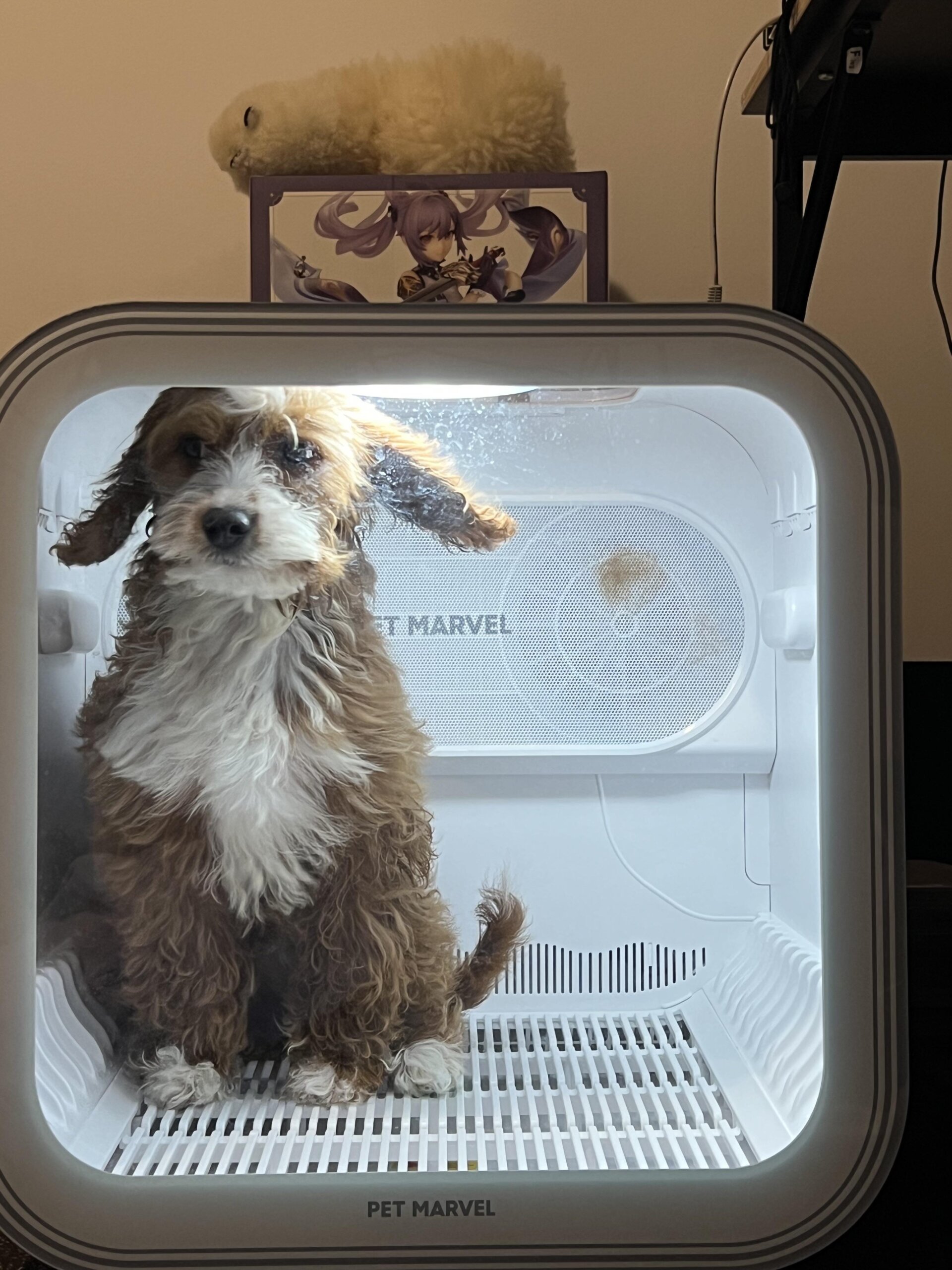 An application scenario or product detail of dog dry box - Image 9