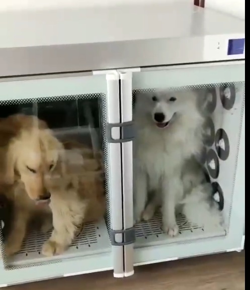 An application scenario or product detail of dog dry box - Image 16