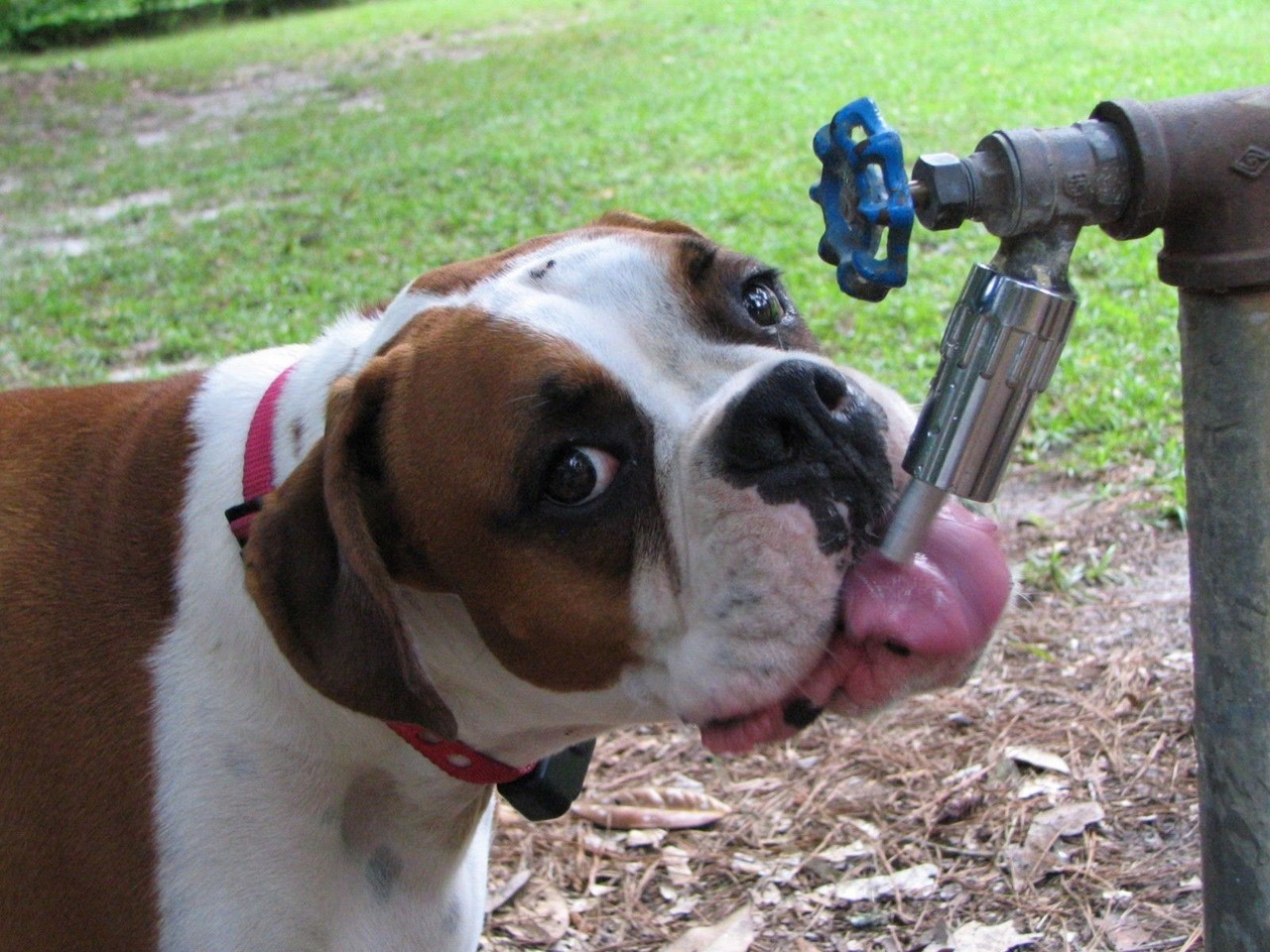 An application scenario or product detail of dog faucet waterer - Image 9