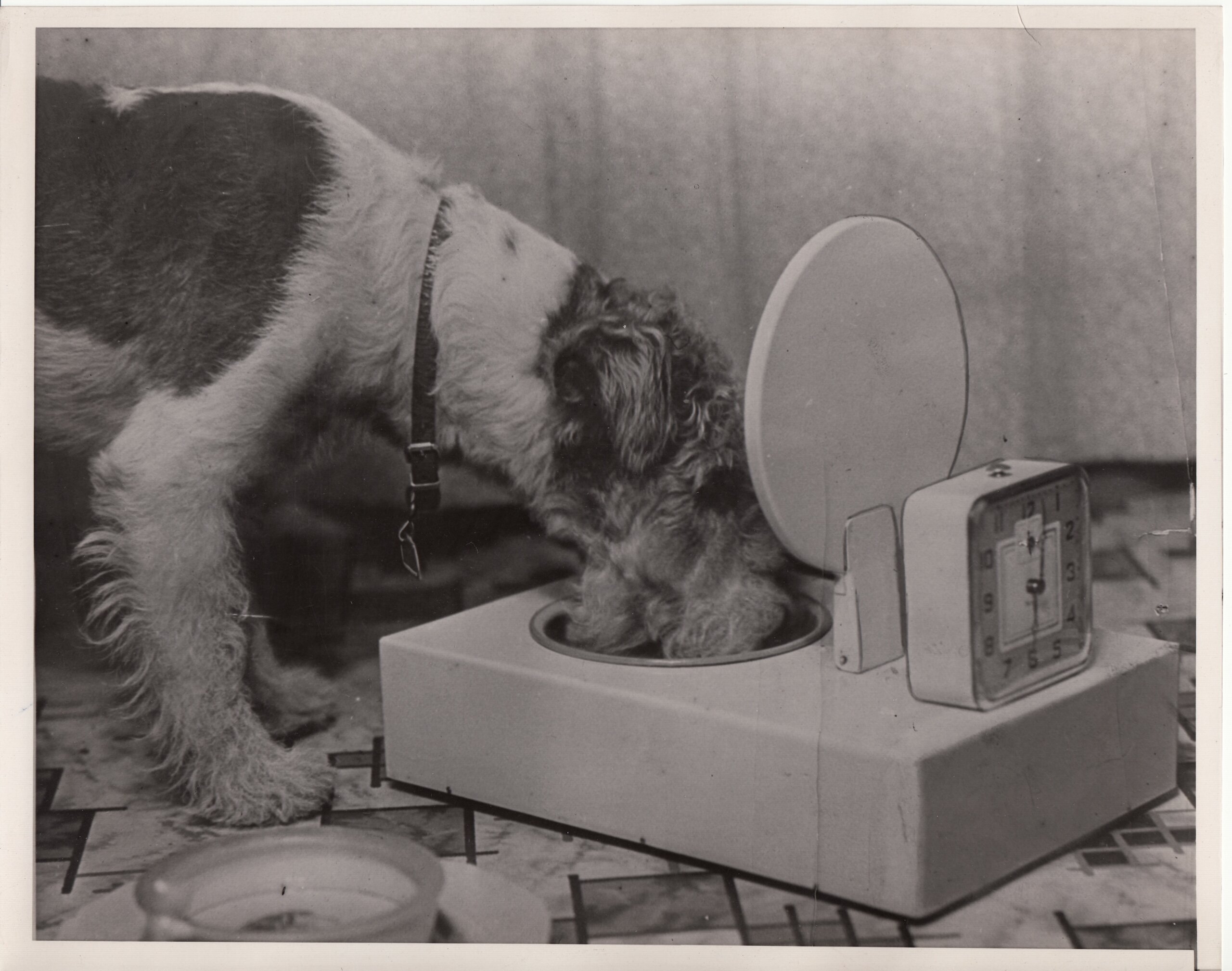 An application scenario or product detail of dog feeder timed - Image 18