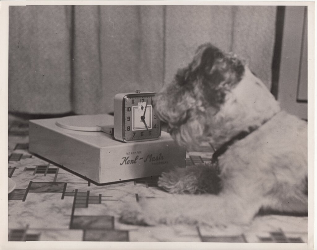 Featured image for the dog feeder timed guide