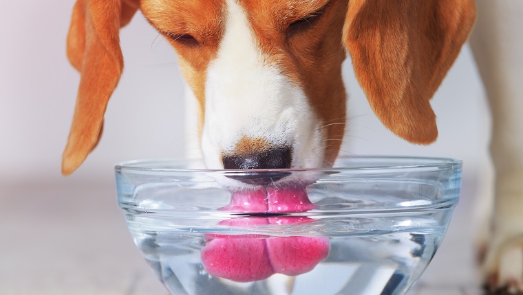 An application scenario or product detail of dog filtered water - Image 12