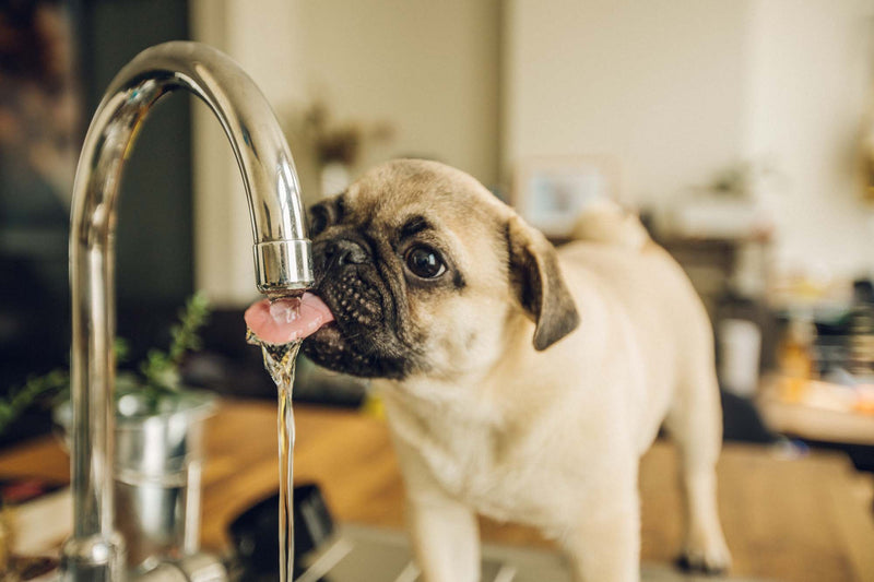 An application scenario or product detail of dog filtered water - Image 13