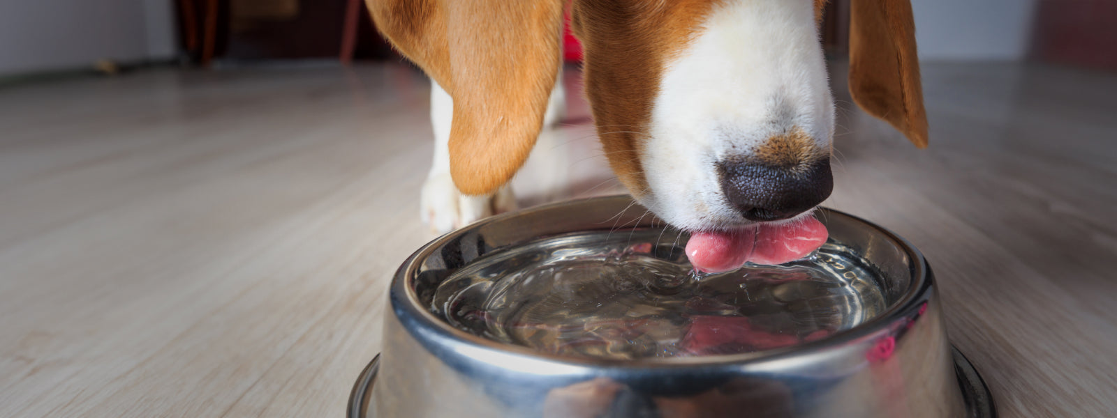 An application scenario or product detail of dog filtered water - Image 17