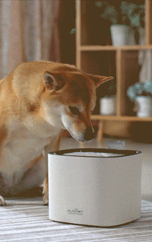 An application scenario or product detail of dog filtered water fountain - Image 17
