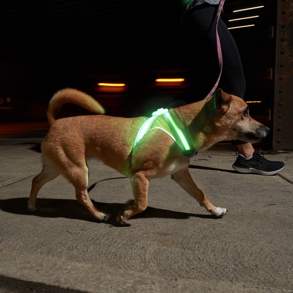 An application scenario or product detail of dog led light vest - Image 6