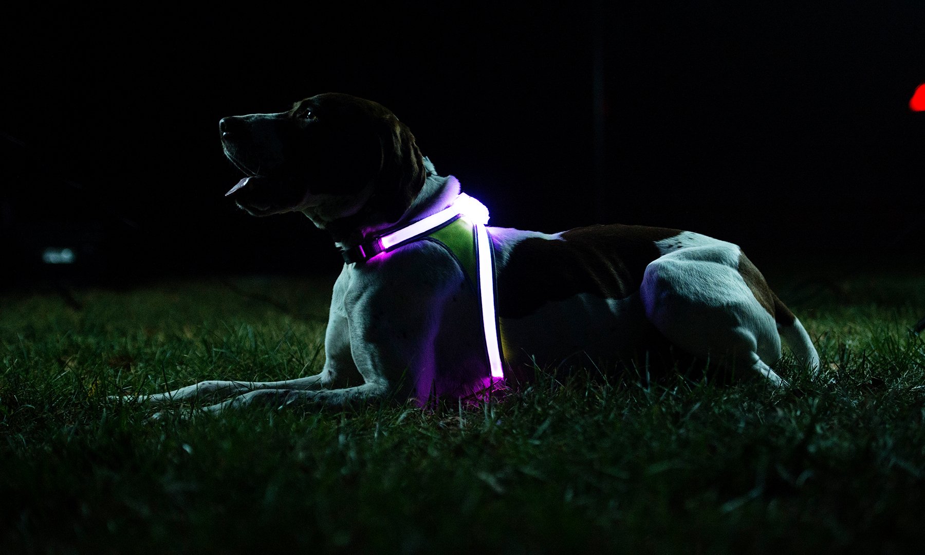 An application scenario or product detail of dog led light vest - Image 18