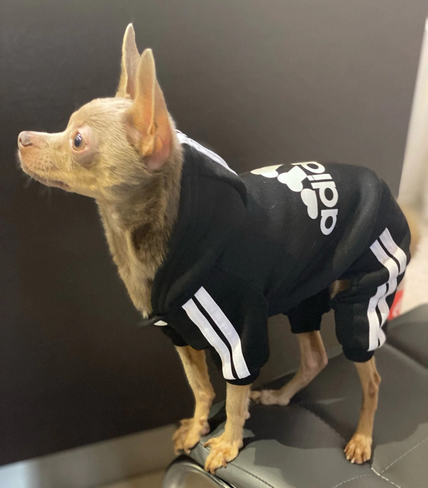 An application scenario or product detail of dog track suit - Image 5