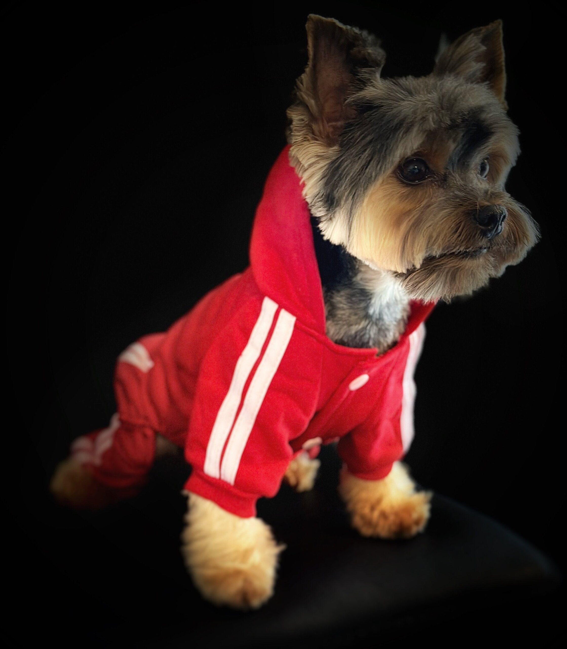 An application scenario or product detail of dog track suit - Image 14