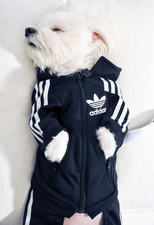 Featured image for the dog track suit guide