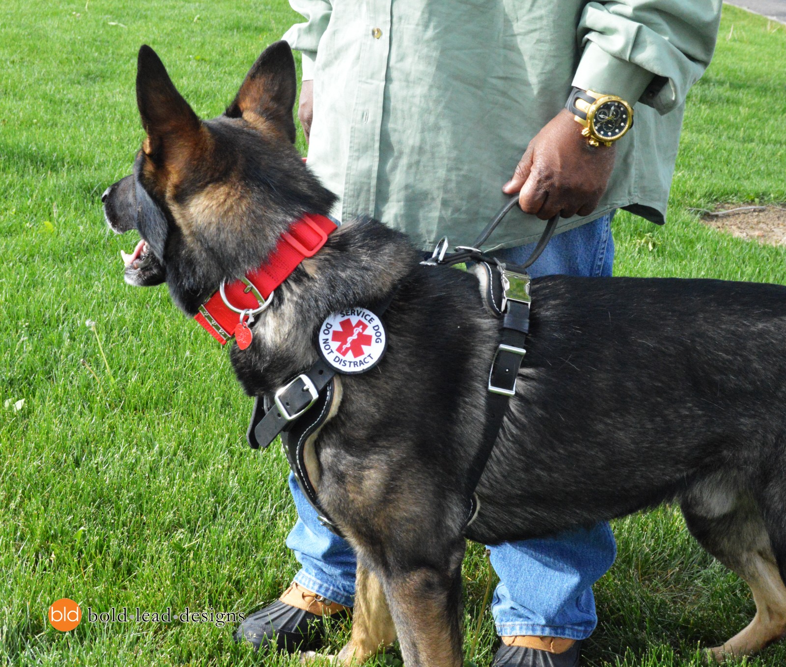 An application scenario or product detail of dog tracking harness - Image 11