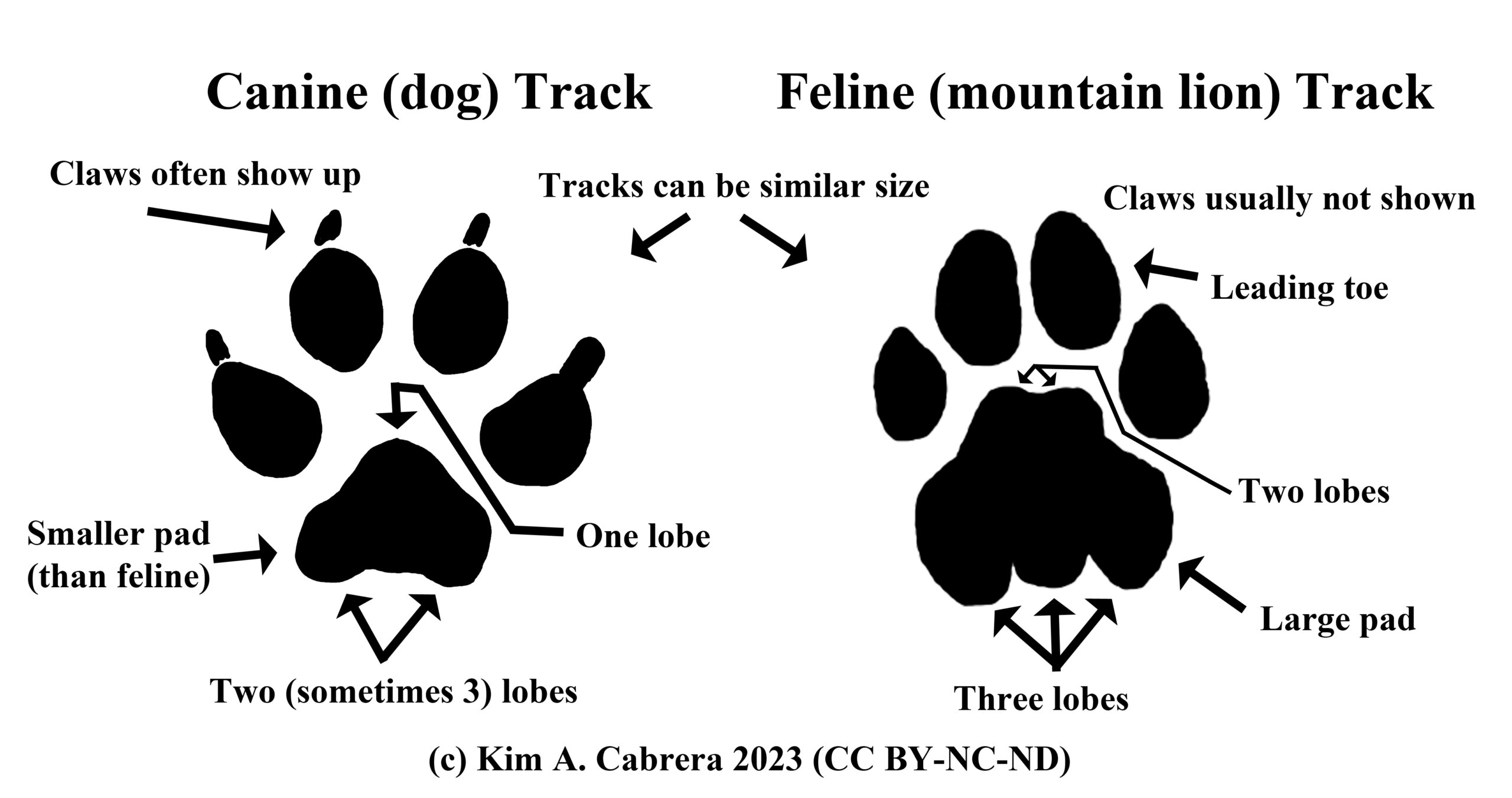 An application scenario or product detail of dog tracks vs cat tracks - Image 12