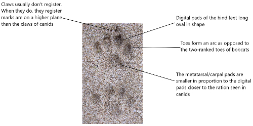 An application scenario or product detail of dog tracks vs cat tracks - Image 21