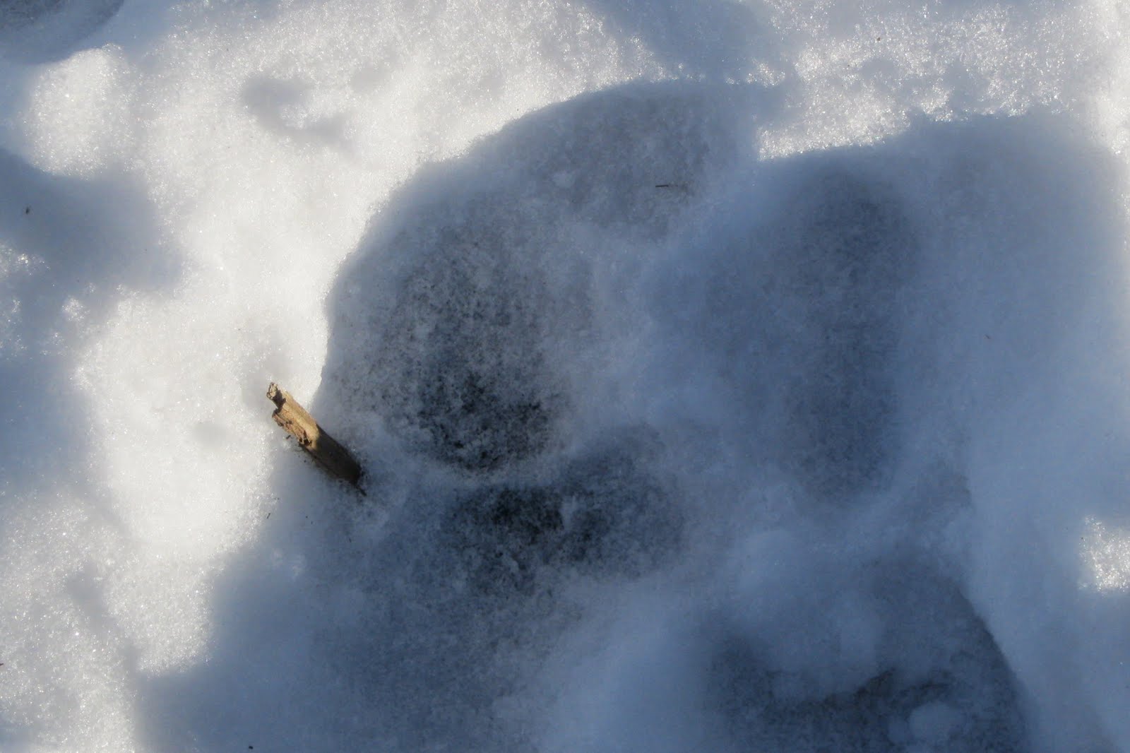 An application scenario or product detail of dog tracks vs cat tracks - Image 22