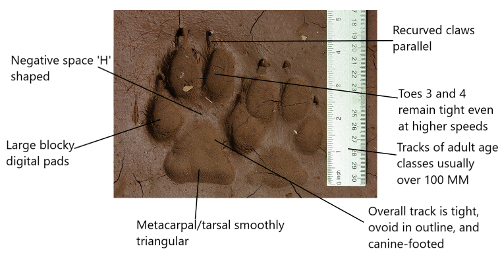 An application scenario or product detail of dog tracks vs cat tracks - Image 23