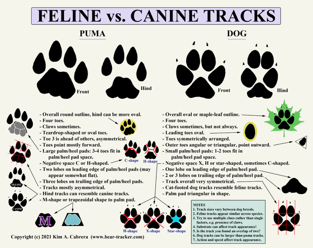 Featured image for the dog tracks vs cat tracks guide