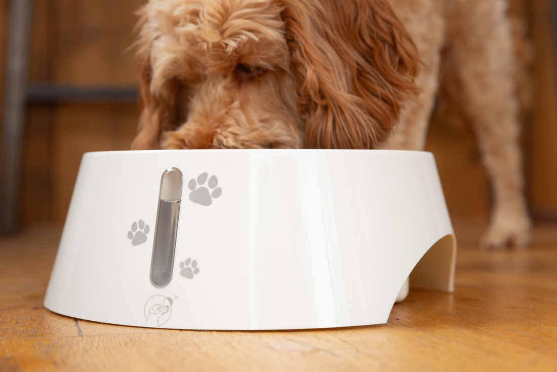 An application scenario or product detail of dog water dish for messy drinkers - Image 3