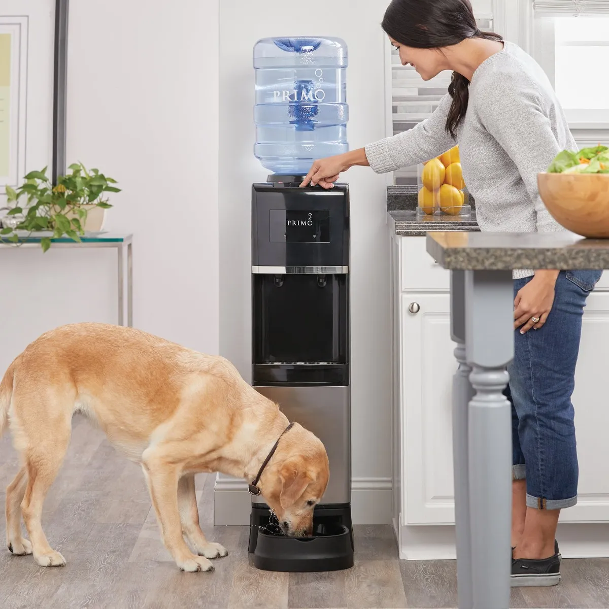 An application scenario or product detail of dog water dispensers - Image 3