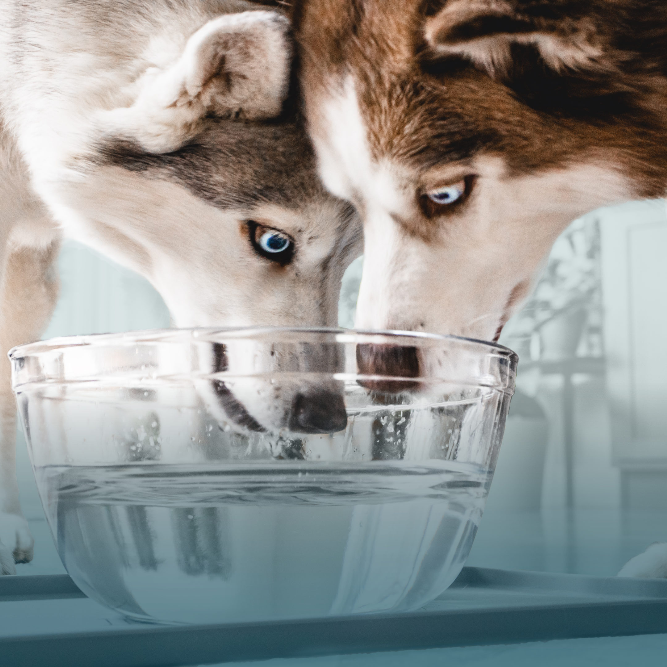 An application scenario or product detail of dog water filters - Image 17