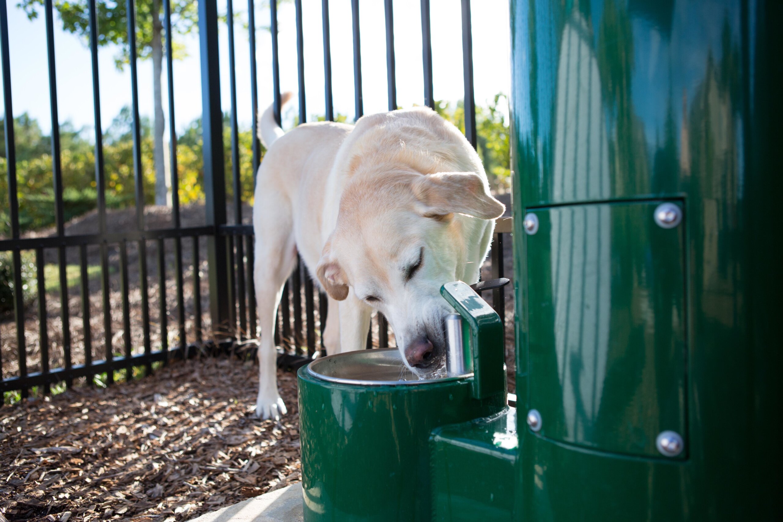 An application scenario or product detail of dog watering fountain - Image 5