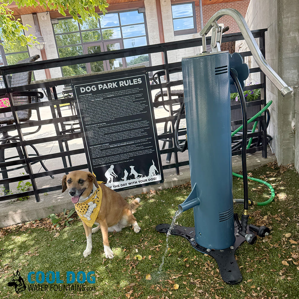 An application scenario or product detail of dog watering fountain - Image 6