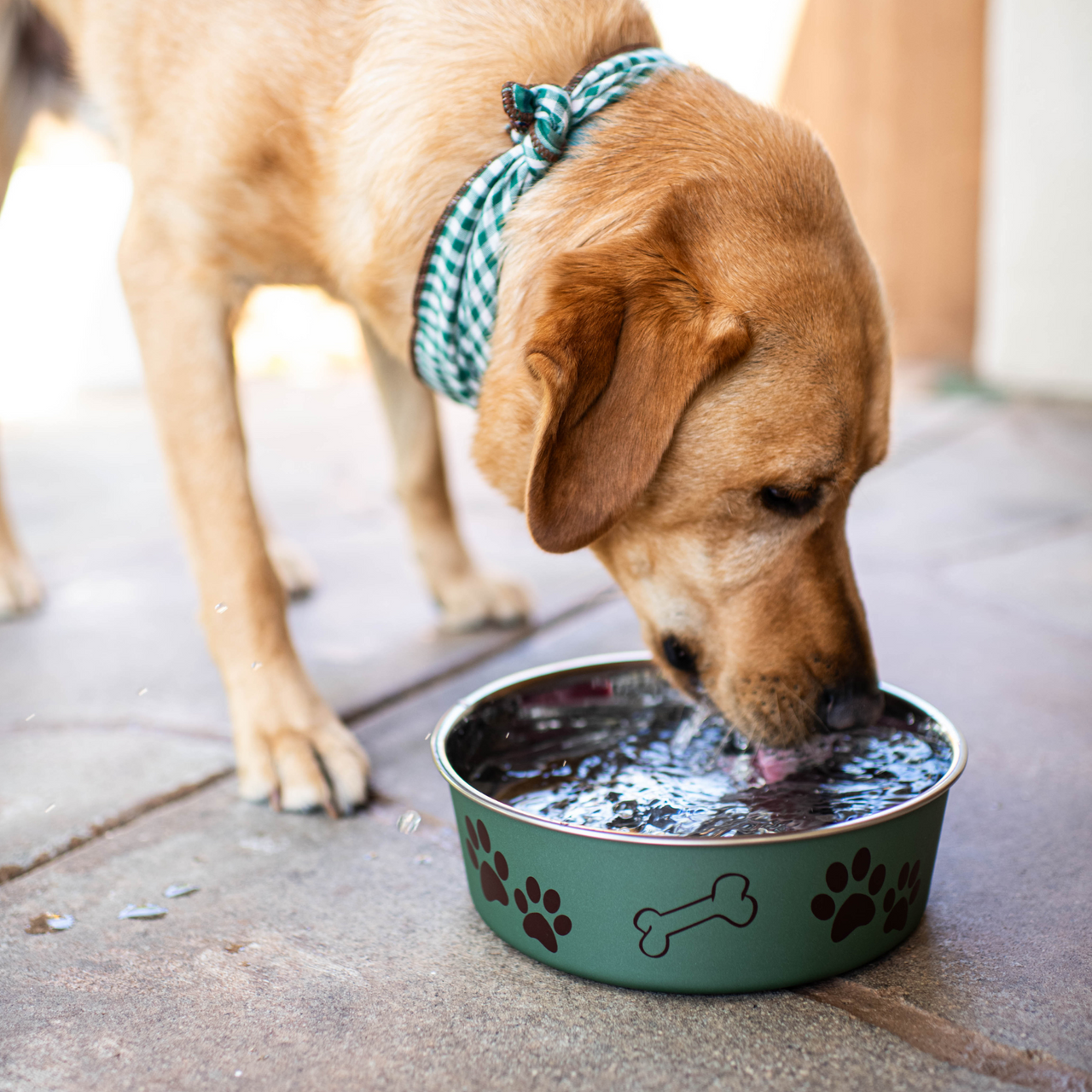 An application scenario or product detail of dogs water bowls - Image 18