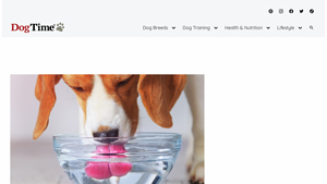 DogTime - Water Filter Solutions