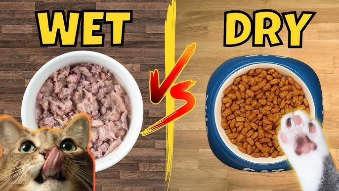 An application scenario or product detail of dry cat food versus wet cat food - Image 3