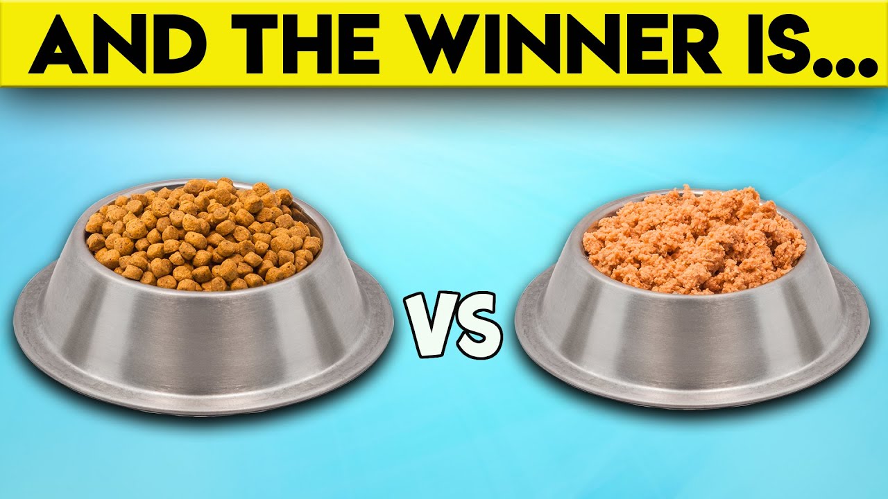 An application scenario or product detail of dry cat food versus wet cat food - Image 14