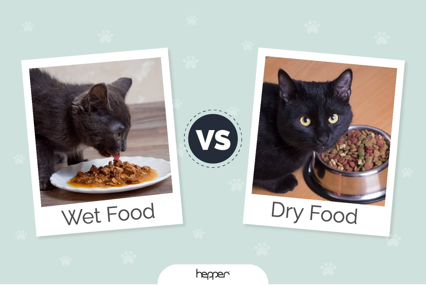 An application scenario or product detail of dry cat food versus wet cat food - Image 15