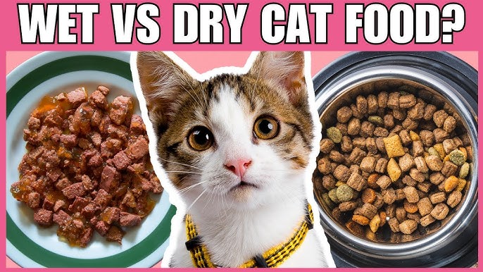 An application scenario or product detail of dry cat food versus wet cat food - Image 17