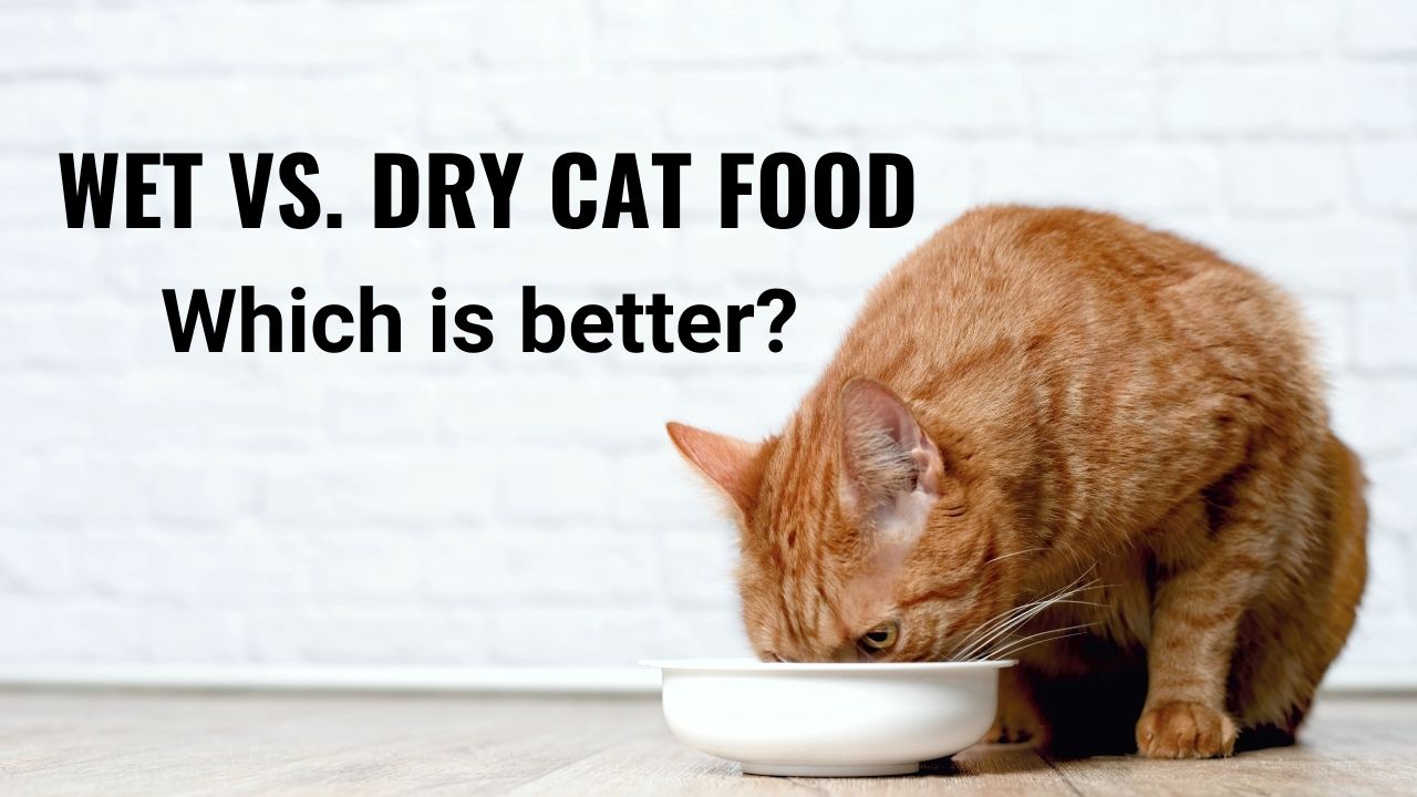 An application scenario or product detail of dry cat food versus wet cat food - Image 21