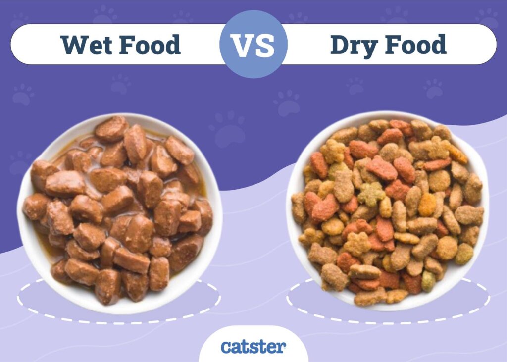 Featured image for the dry cat food versus wet cat food guide