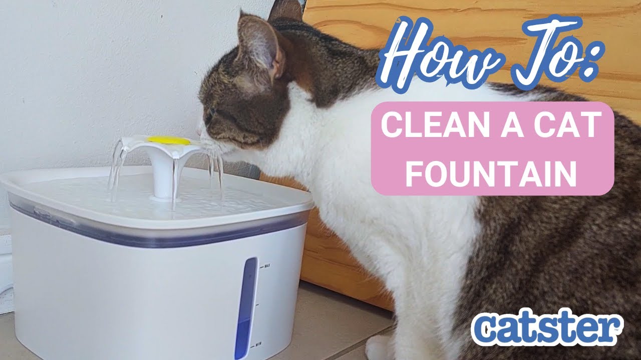 An application scenario or product detail of easiest cat fountain to clean - Image 4