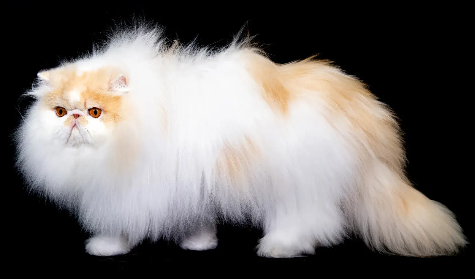 An application scenario or product detail of easiest cat to take care of - Image 19